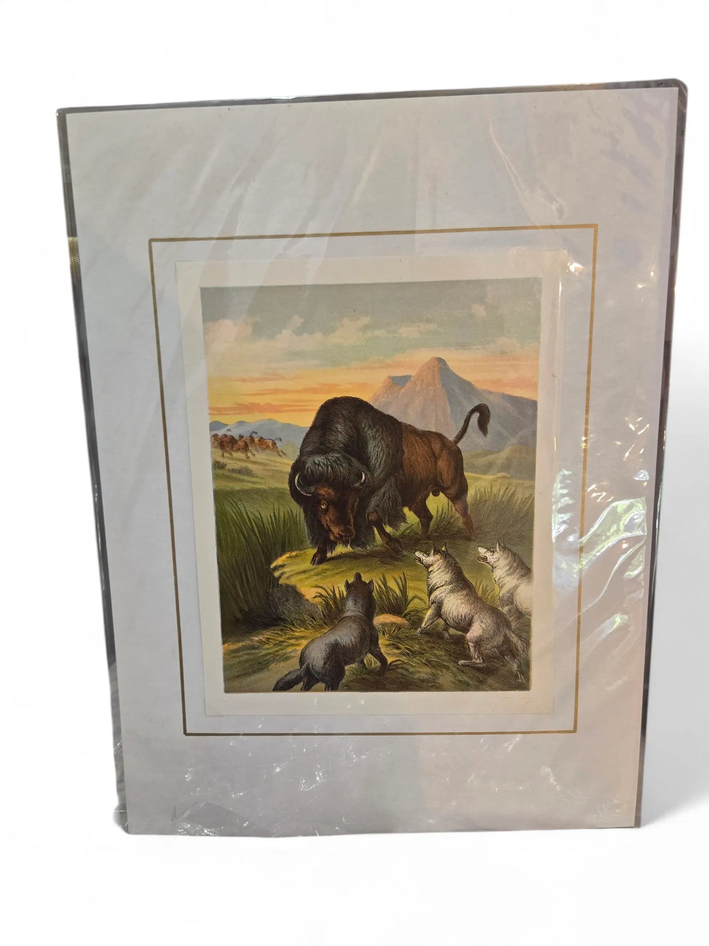 Natural History Print Home Crush