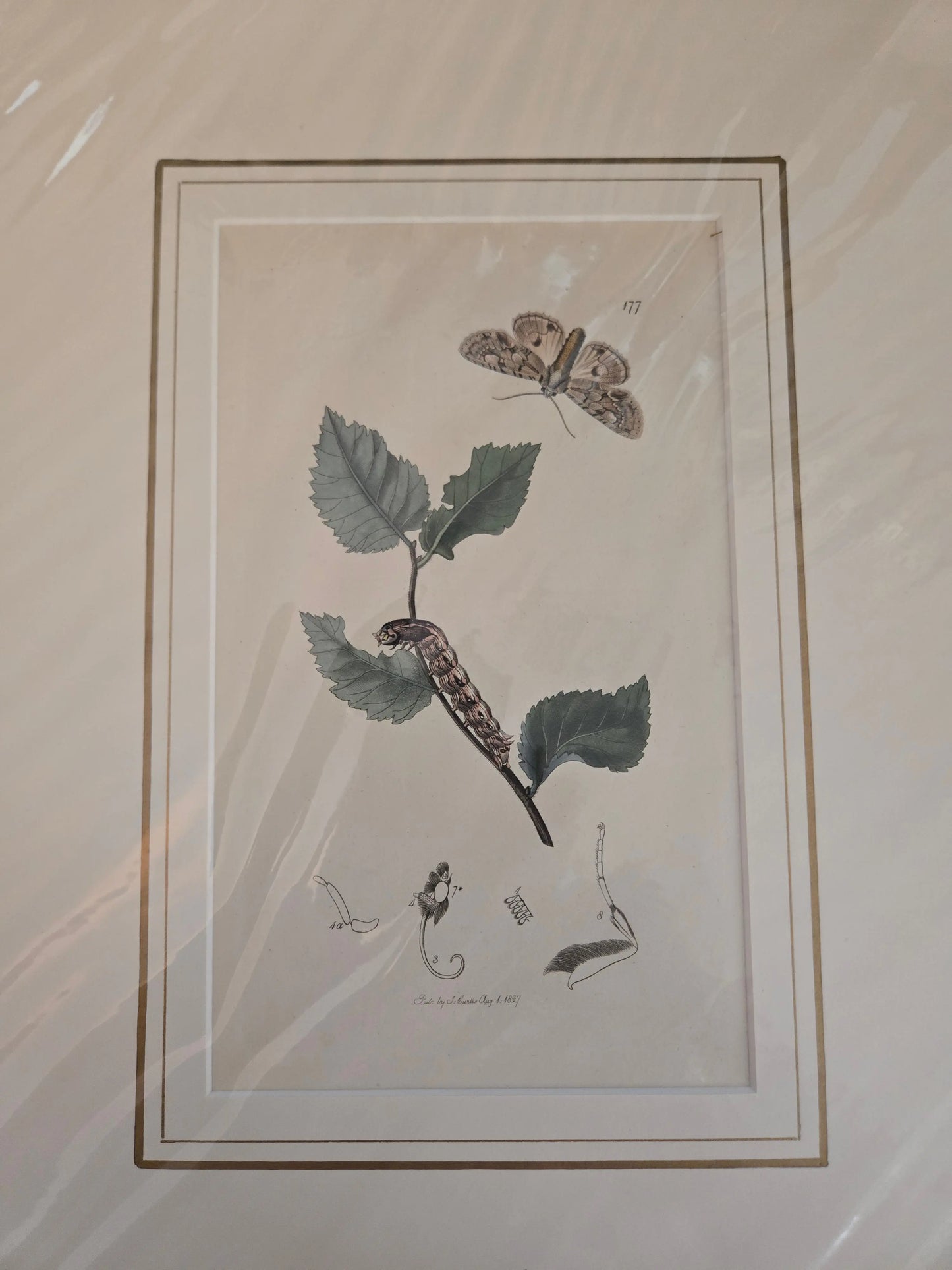 British Entemology print Home Crush