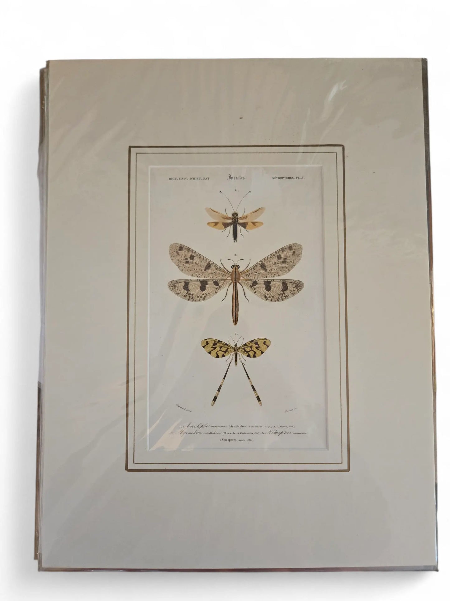 Dictionary Natural History Insect lithographs Home Crush