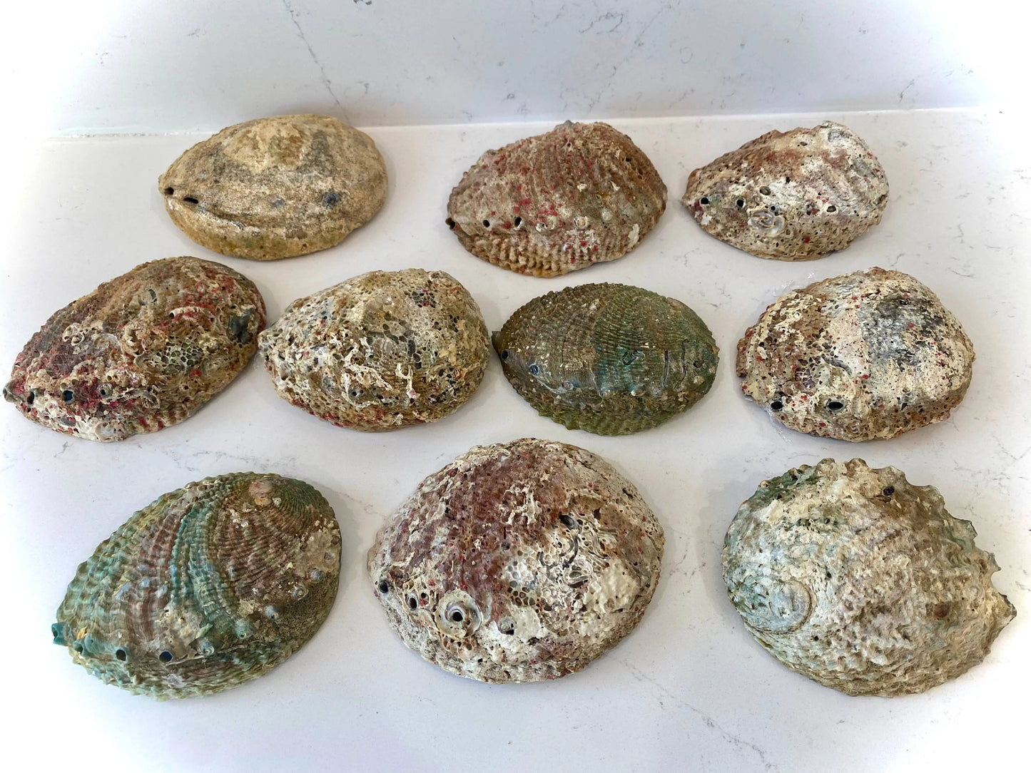 Abalone Shell Smudge Bowls (Large) Faiza Naturals
