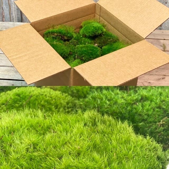 Preserved Mood Moss - Bulk Forever Green Art