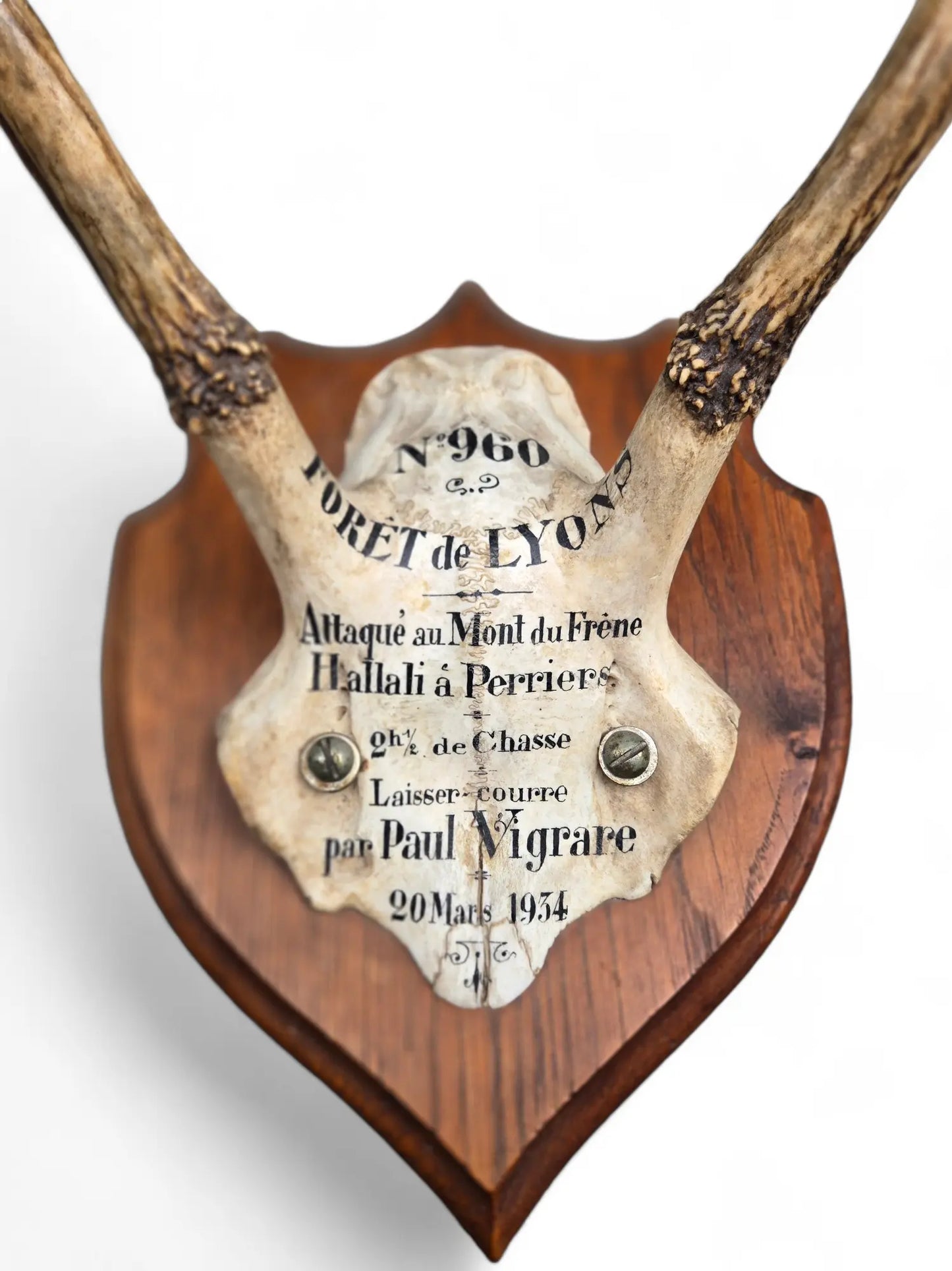 Antique Pair of Lyon French mounted horns on plaques Home Crush