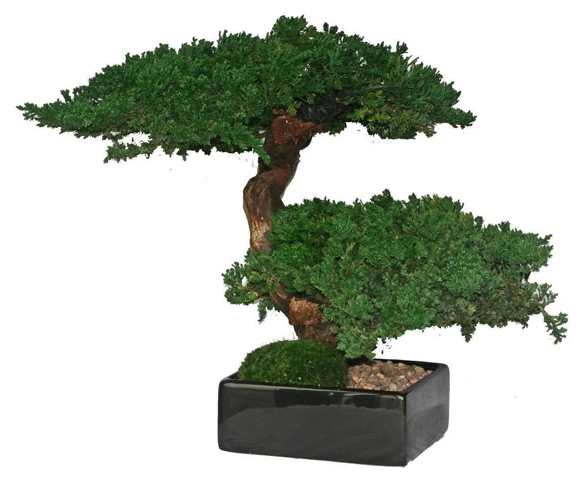Preserved Monterey Bonsai - Double Forever Green Art