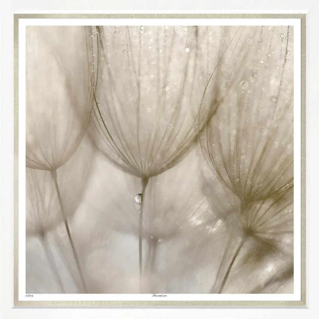 Dandelion Home Crush