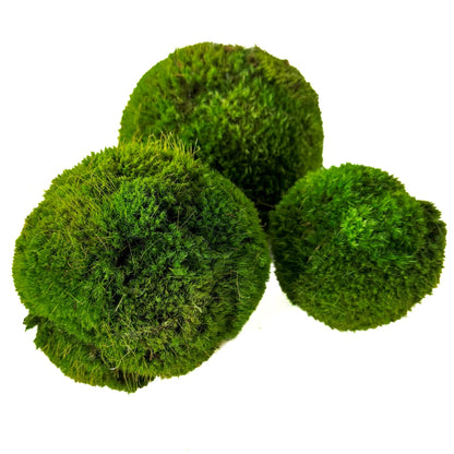 6'' Preserved Large Moss Ball Forever Green Art