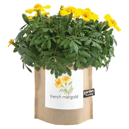 Garden in a Bag French Marigold | Summer Flowers Gift Potting Shed Creations, Ltd.