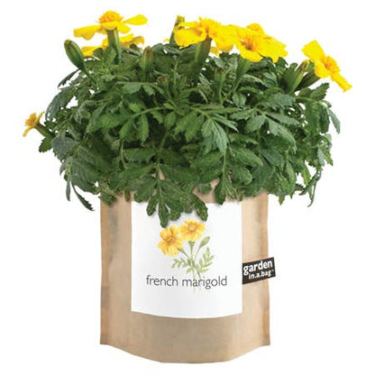 Garden in a Bag French Marigold | Summer Flowers Gift Potting Shed Creations, Ltd.