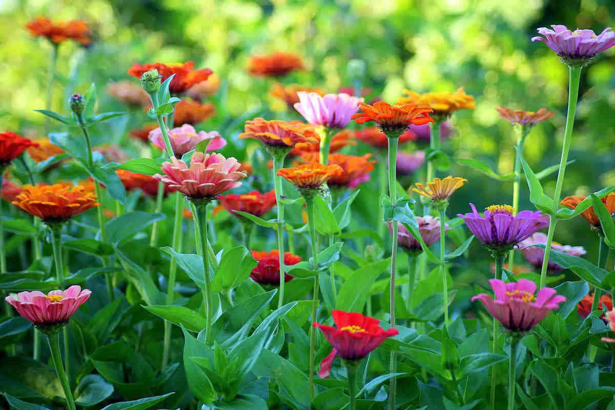 NEW Flower Cutting Garden Box | Mixed Zinnia | Thoughtful Potting Shed Creations, Ltd.
