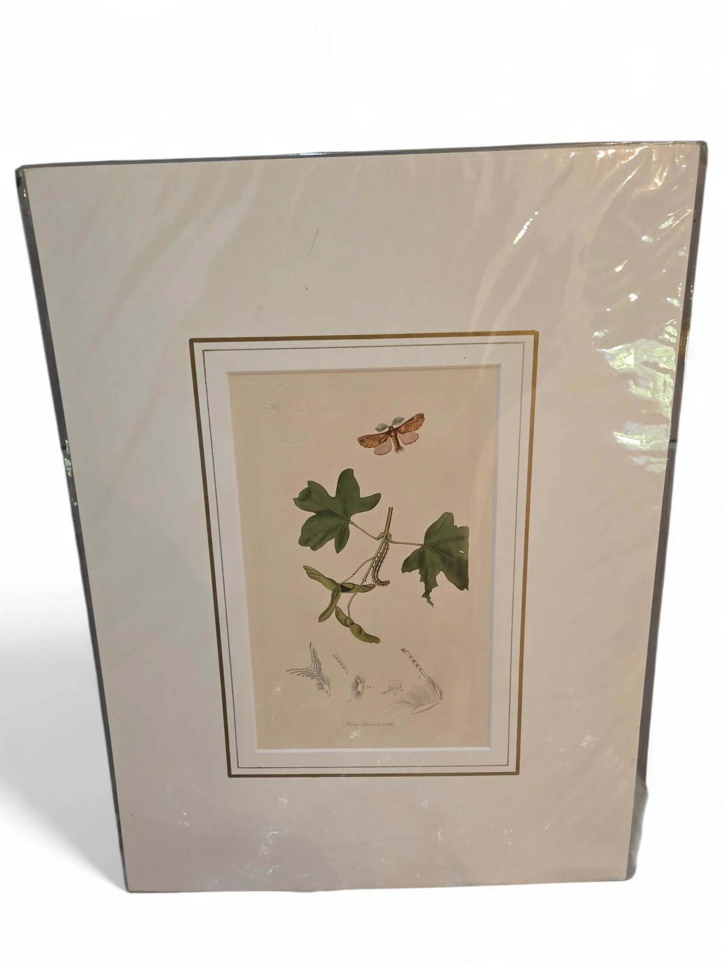 British Entemology print Home Crush