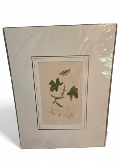 British Entemology print Home Crush