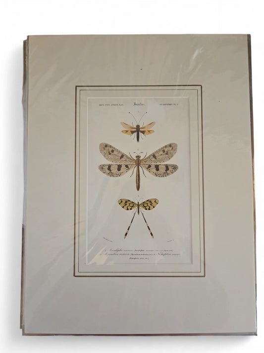 Dictionary Natural History Insect lithographs Home Crush