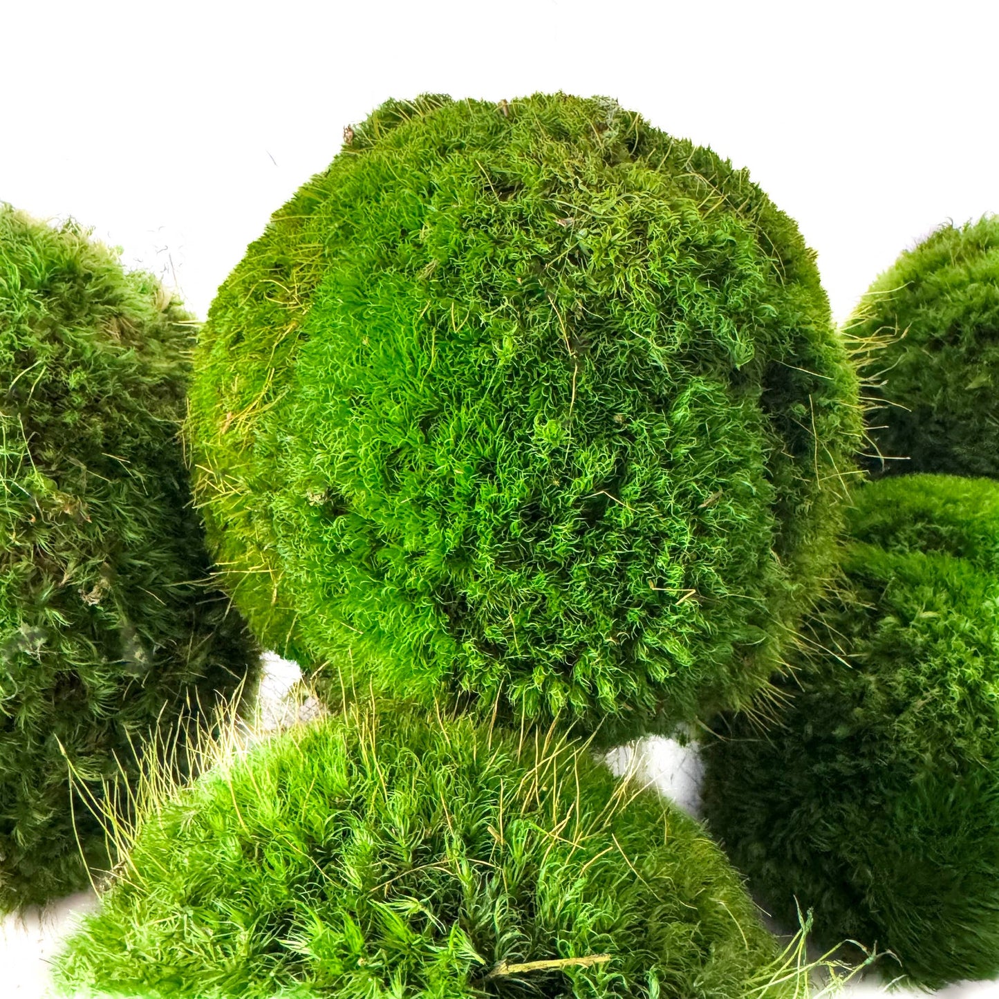 6'' Preserved Large Moss Ball Forever Green Art