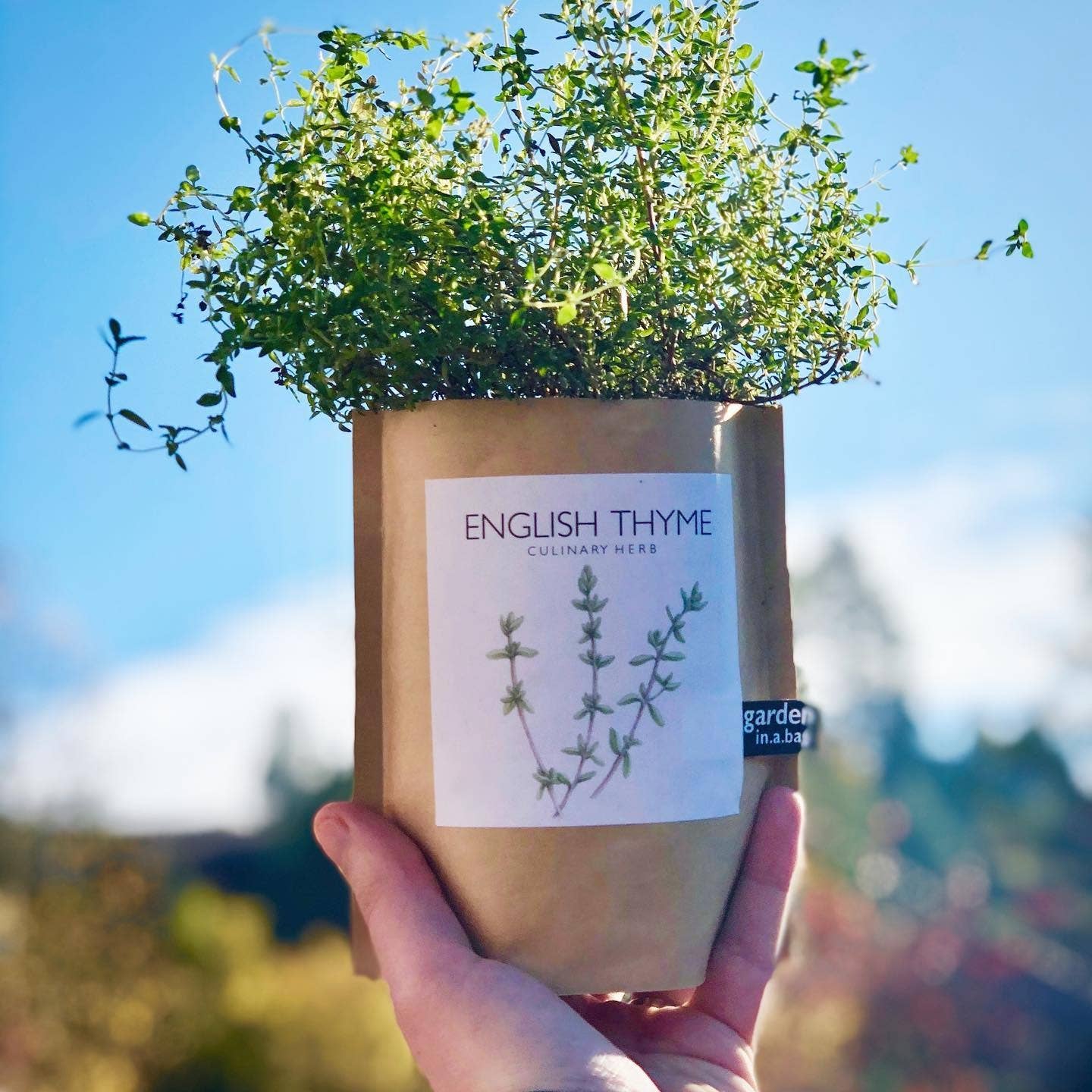 Garden in a Bag English Thyme | Summer Kitchen Garden Gift Potting Shed Creations, Ltd.