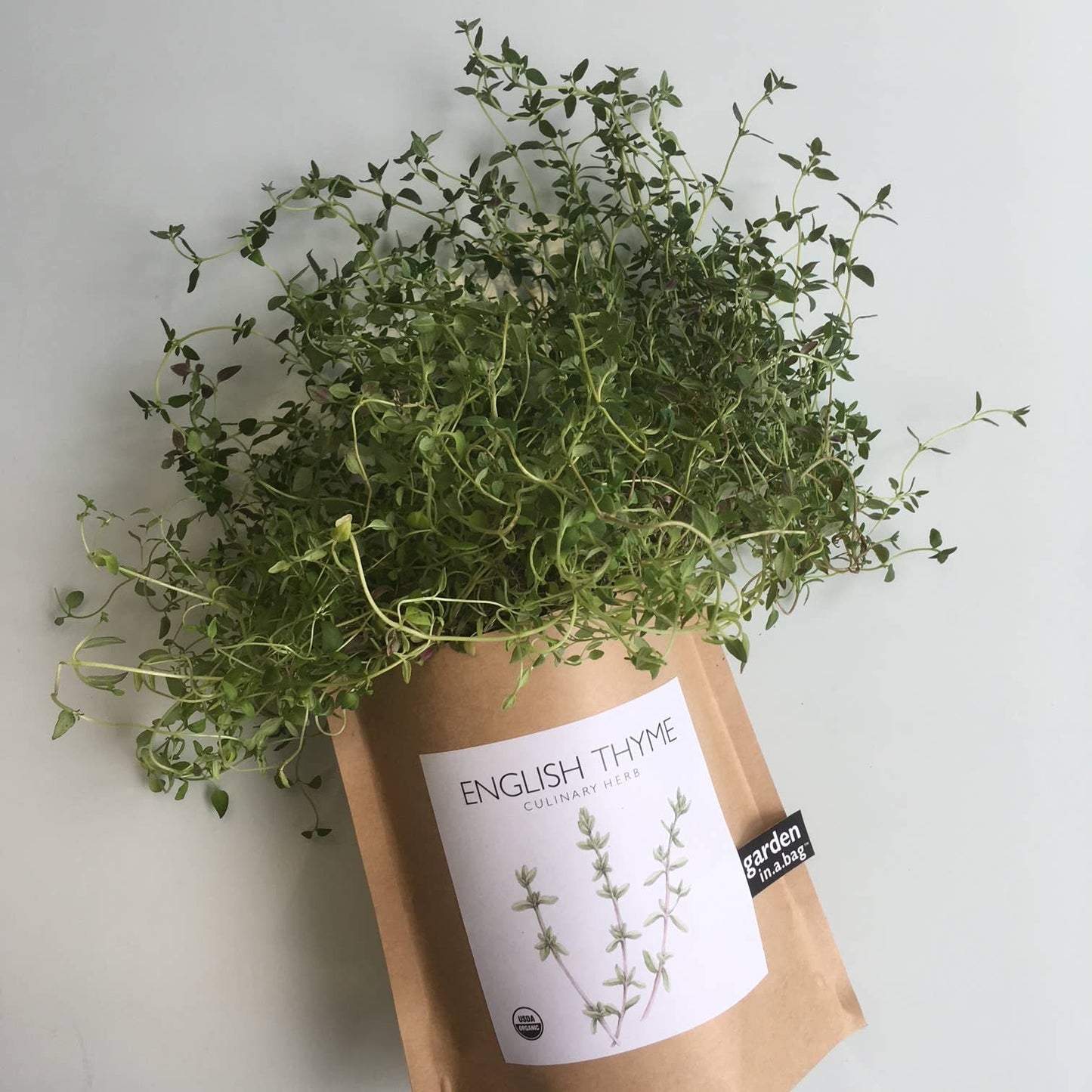 Garden in a Bag English Thyme | Summer Kitchen Garden Gift Potting Shed Creations, Ltd.