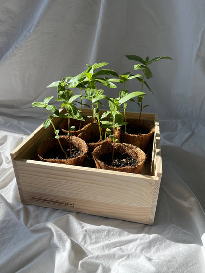 NEW Flower Cutting Garden Box | Mixed Zinnia | Thoughtful Potting Shed Creations, Ltd.