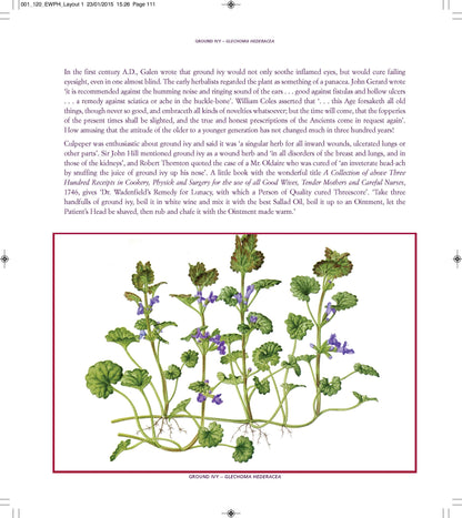 Edible Wild Plants and Herbs