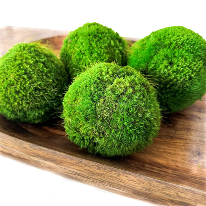 6'' Preserved Large Moss Ball Forever Green Art