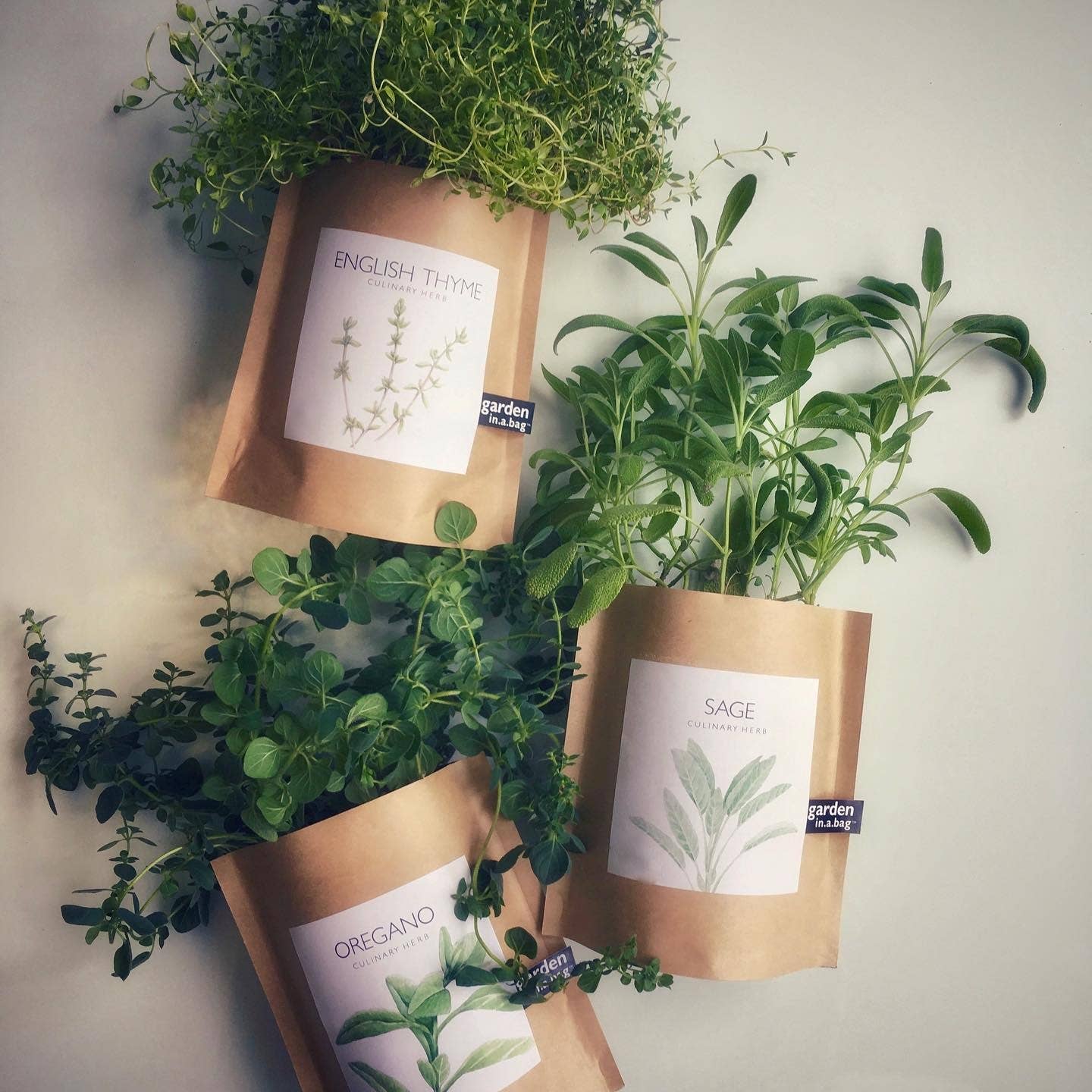 Garden in a Bag English Thyme | Summer Kitchen Garden Gift Potting Shed Creations, Ltd.