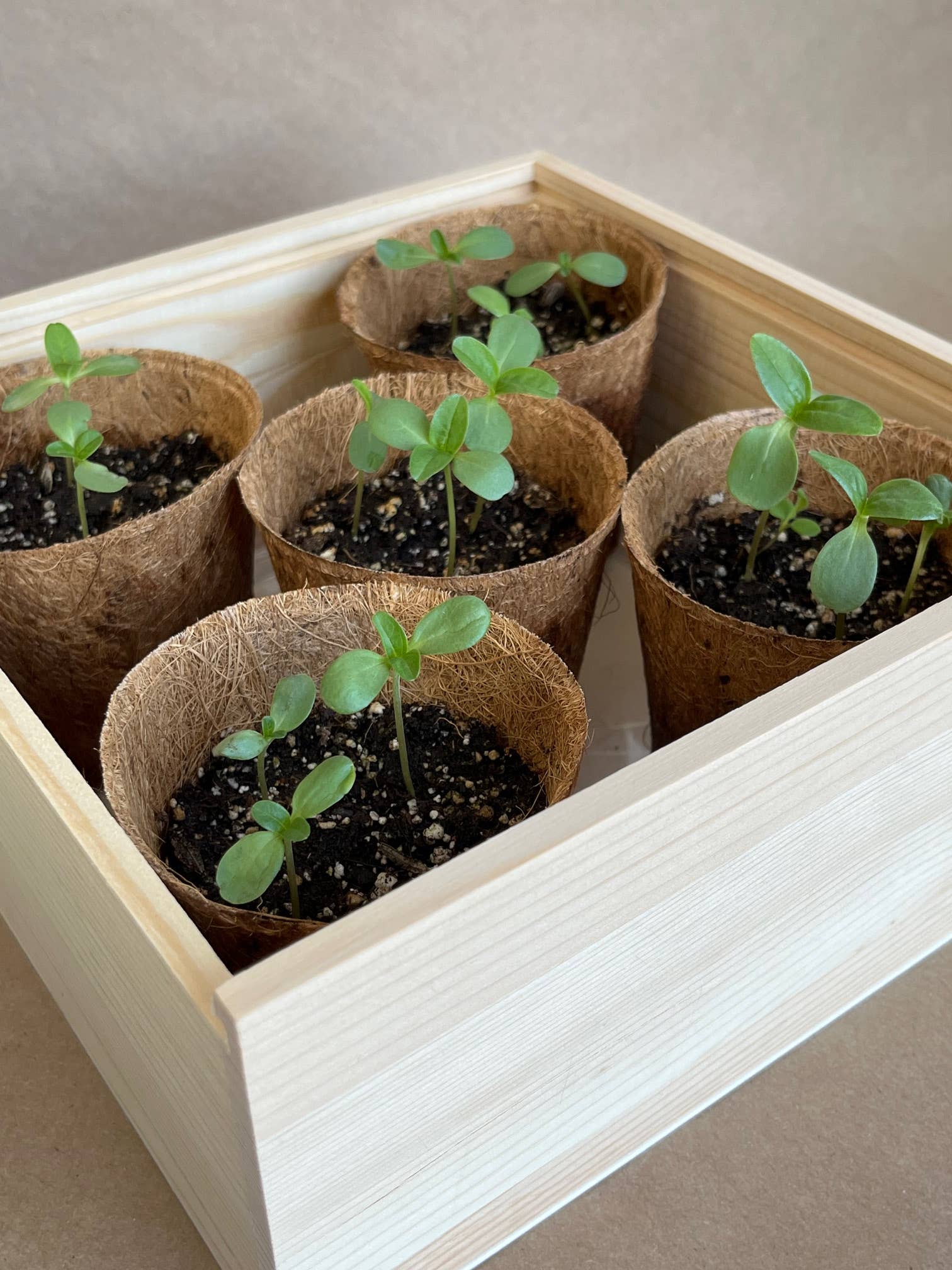 NEW Flower Cutting Garden Box | Mixed Zinnia | Thoughtful Potting Shed Creations, Ltd.