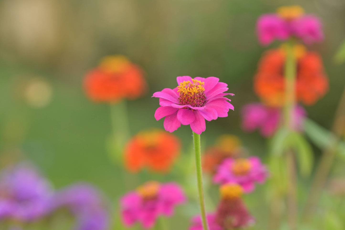 NEW Flower Cutting Garden Box | Mixed Zinnia | Thoughtful Potting Shed Creations, Ltd.