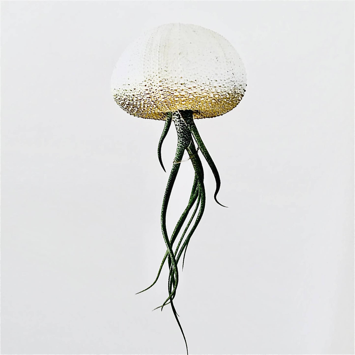 Ombre Jellyfish Air Plant