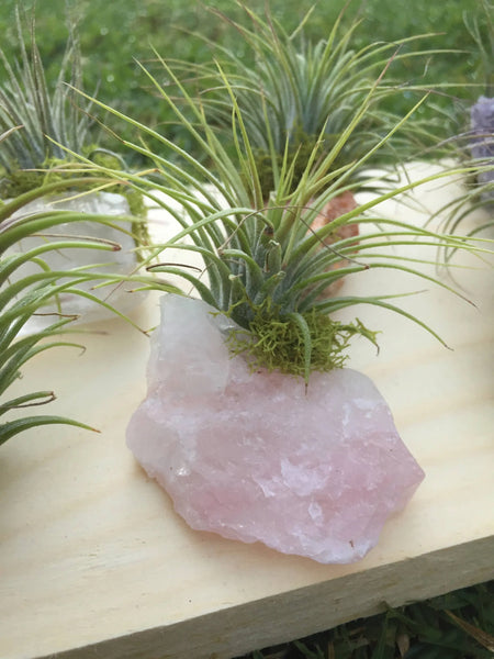air plant crystals Crystal Air Plants l Air Plant Holder l Crystal Gift