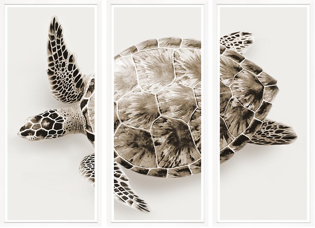 Triptych Turtle